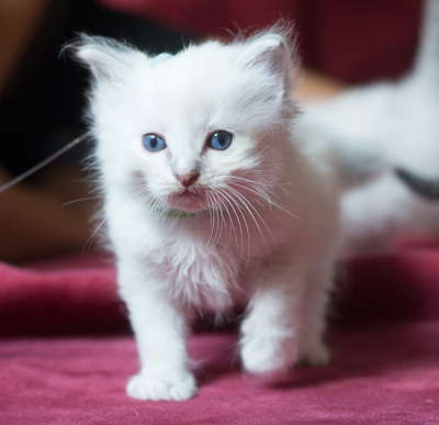 Ragdoll kitten - Sheldon